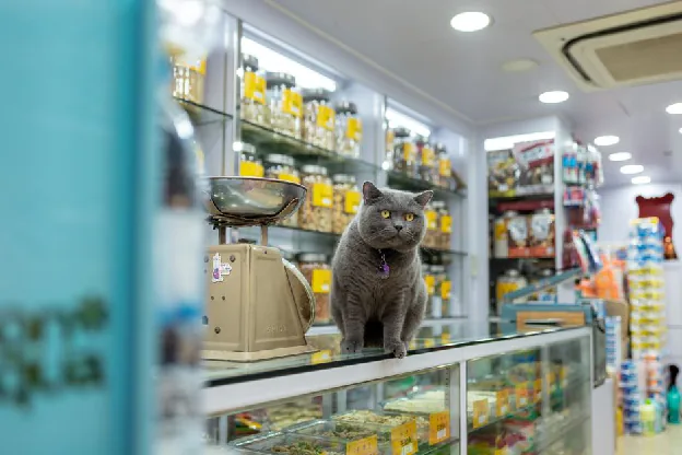 pet products from china - Adorable British Shorthair cat sitting on a counter inside a vibrant pet store in Hong Kong.