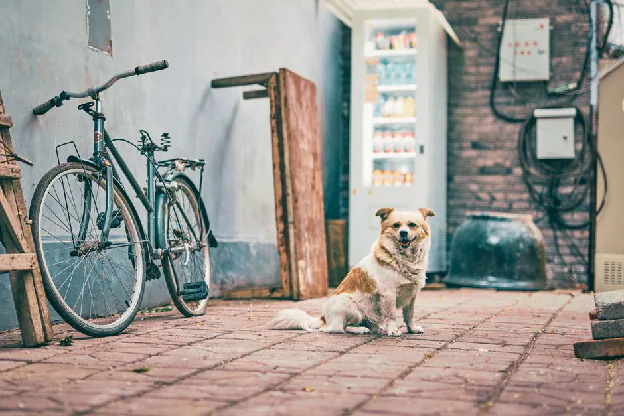 General pet products from china solutions - Charming scene of a dog sitting near a bicycle and vending machine in an alleyway.